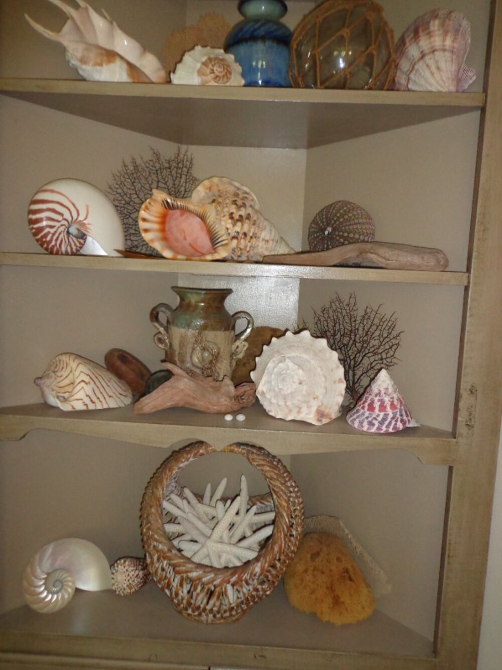 Sea Shell 8" Natural Nautilus Whole Nature's Beauty - Picture 7 of 7